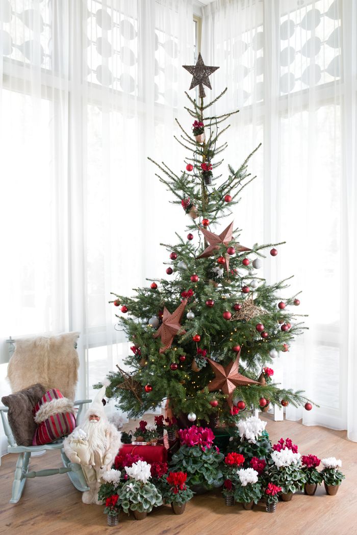 evenaar Hilarisch Aarzelen Kerstboom Nijmegen - Tuincentrum de Oude Tol