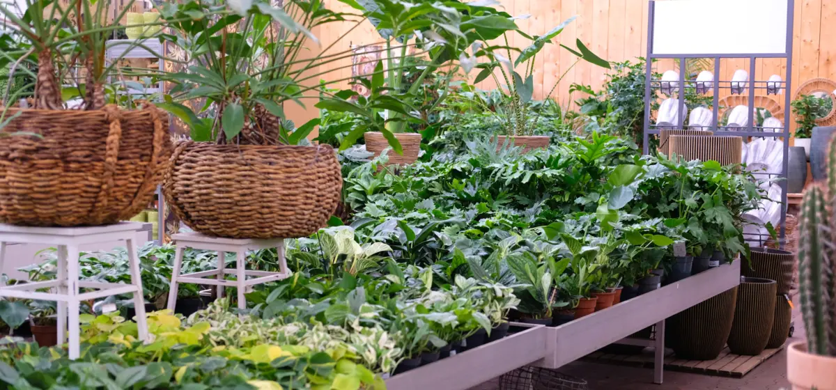 Kamerplanten #185738