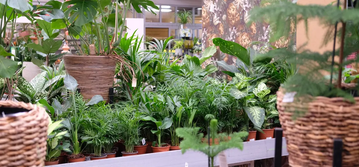 Kamerplanten #747c0f