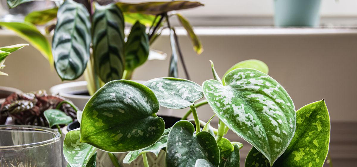 Luchtzuiverende kamerplanten