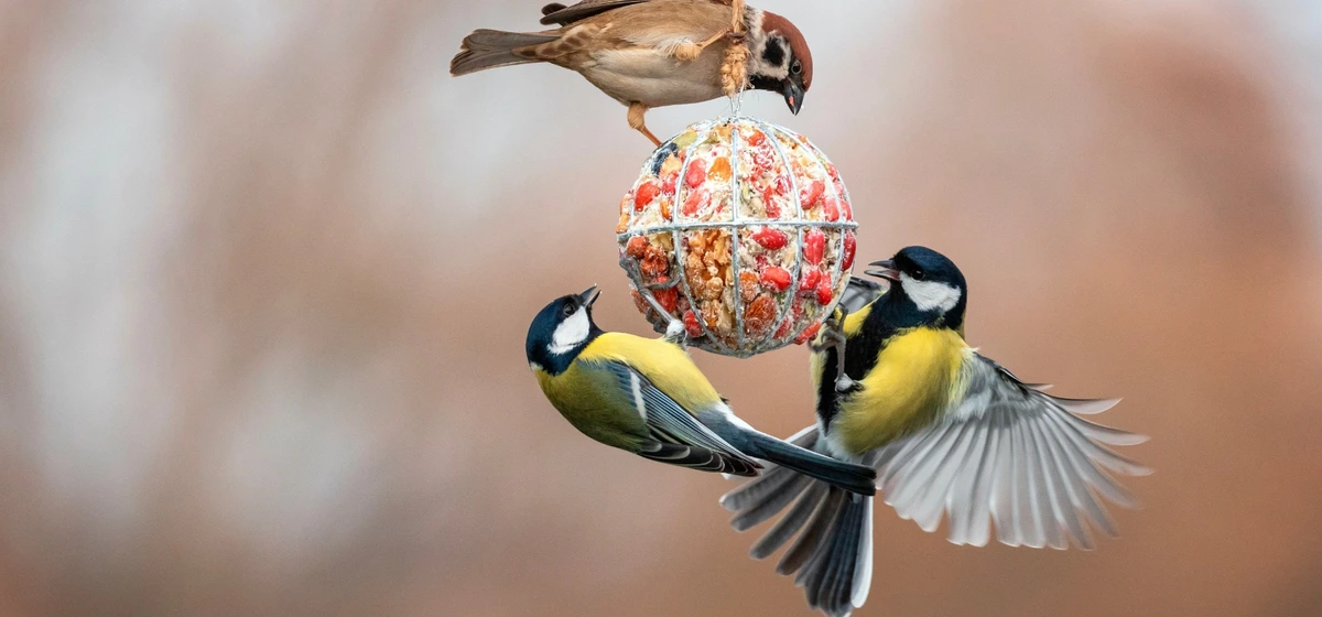 Vogels #c96452