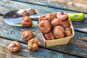 Laatste kans: bollen planten!