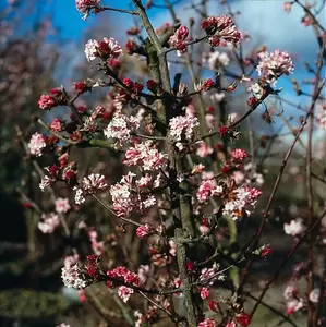 Wintermooi met winterbloemen