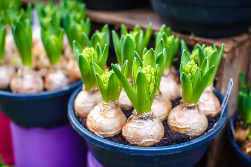 diagonaal vork middelen Voorjaarsbollen planten in 3 stappen - Tuincentrum de Oude Tol
